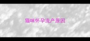 猫咪怀孕流产原因