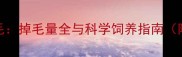边牧VS金毛掉毛量全与科学饲养指南附对比表
