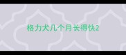 格力犬几个月长得快