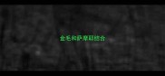 金毛和萨摩耶结合
