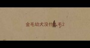 金毛幼犬没什么毛