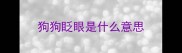 狗狗眨眼是什么意思