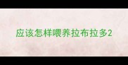 应该怎样喂养拉布拉多