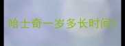 哈士奇一岁多长时间