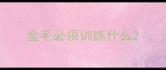 金毛必须训练什么