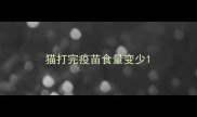 猫打完疫苗食量变少
