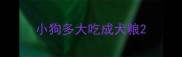 小狗多大吃成犬粮