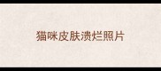 猫咪皮肤溃烂照片