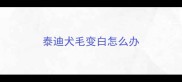 泰迪犬毛变白怎么办