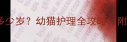 两个月大的猫咪相当于多少岁幼猫护理全攻略附成长时间表和喂养指南
