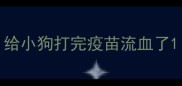 给小狗打完疫苗流血了