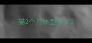 猫2个月体型多大