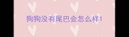 狗狗没有尾巴会怎么样