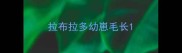 拉布拉多幼崽毛长