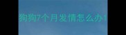狗狗7个月发情怎么办