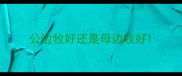 公边牧好还是母边牧好