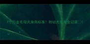 7个月金毛母犬身高标准附幼犬发育全记录