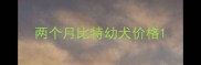 两个月比特幼犬价格