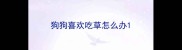 狗狗喜欢吃草怎么办