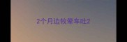 2个月边牧晕车吐