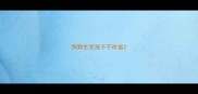 狗狗生完孩子不吃饭