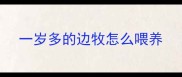 一岁多的边牧怎么喂养