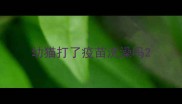 幼猫打了疫苗洗澡吗