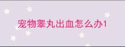 宠物睾丸出血怎么办
