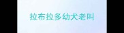 拉布拉多幼犬老叫