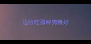 边牧吃那种狗粮好