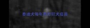 泰迪犬每年都打狂犬疫苗