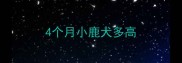 4个月小鹿犬多高