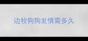 边牧狗狗发情需多久
