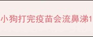小狗打完疫苗会流鼻涕
