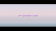 五个月的柯基如何喂养