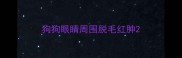 狗狗眼睛周围脱毛红肿