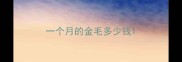 一个月的金毛多少钱
