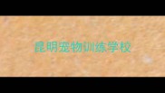 昆明宠物训练学校