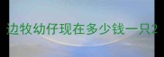 边牧幼仔现在多少钱一只