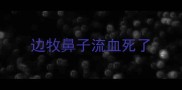 边牧鼻子流血死了