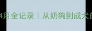 雪纳瑞1-24月全记录从奶狗到成犬的蜕变指南
