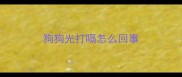 狗狗光打嗝怎么回事