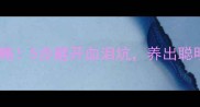 边牧幼犬选购全攻略5步避开血泪坑养出聪明健康的金毛级边牧