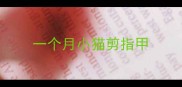 一个月小猫剪指甲