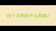 四个月狗吃什么狗粮