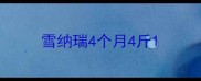 雪纳瑞4个月4斤
