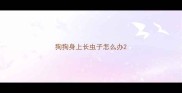 狗狗身上长虫子怎么办