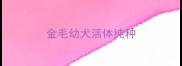金毛幼犬活体纯种