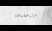 血统金毛分为几种