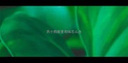 养小狗家里有味怎么办